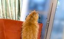 外を眺める猫の後ろ姿を撮影したら…様子のおかしい『低級悪魔が映り込…