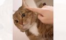 甘えてきた猫に『顔でかいね』と言ってみた結果…まさかすぎる反応に爆…