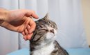 猫が『親友』と感じている人にする3つの行動　愛猫との信頼関係を深め…