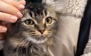 訳ありと書かれ、『1万円で売れ残っていた猫』を家族に迎えたら…心を…