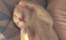 幸せそうに眠っていた猫→下のほうを見たら、『まさかの輝き方』をして…