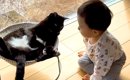 赤ちゃんと暮らす３匹の保護猫→まるで弟のように接していて…愛情にあ…