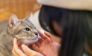 猫が『記憶しやすい』人の言葉5選　覚えられる理由や教え方のコツもご…