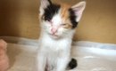 びしょ濡れになっていた『ボロボロの子猫』を保護した結果…6年が経過…
