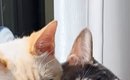 『窓辺のハンモック』を見たら、仲良しすぎる『２匹の猫』が…笑ってし…