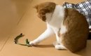 仕事中に旦那からLINE→内容を見てみたら……猫の『まさかの様子』が切な…