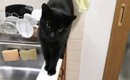 『ペットシッターさんから送られてきた猫の様子』を見てみたら…まさか…