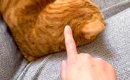 飼い主の帰宅に気づかず、ソファで寝ている猫→起こしてみた結果…反則…