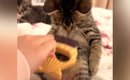お腹をブラッシングされる子猫→飼い主さんが『手を止める』と…まさか…