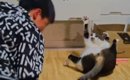 息子が投げたボールを全然取れなかった猫→特訓を続けていると…59万再…