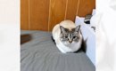 ベッドの上で絶妙な距離感を保つ猫→"隣"にいるのは？…思わ…
