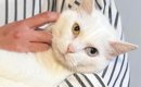 大好きなママに『抱っこされる猫』→『足』を見ると……思わず笑ってしま…