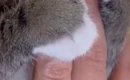 『完全に動けなくなった』→赤ちゃん猫が指をギュッと掴んできて…悶絶…