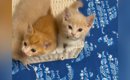 ごはんの準備をしていると、足元で『3匹の子猫』が…可愛すぎる行動に…