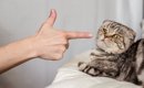 猫を『短命』にさせてしまうNG行為5つ　あなたは大丈夫？いますぐ見直…
