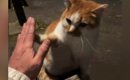 公園で『ハイタッチ』をして『可愛がられていた野良猫』が…激変した『…