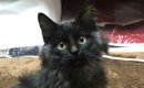 勝手に家の中で寝ていた子猫を保護→黒猫だと思っていたら…まさかの『…