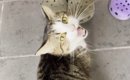 大好きなお父さんが帰宅すると、猫がやってきて…あまりにも尊い『熱烈…