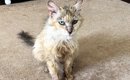 餓死寸前、ガリガリの野良猫を保護して3年……涙する人が続出の『現在』…
