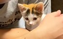 『犬派の夫』が『捨てられていた子猫』を保護した結果…翌日の『まさか…