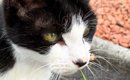 日向ぼっこ中の白黒猫→ふと『しっぽ』を見たら…驚きの事実に「わぁ本…