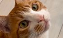 キョトンとした顔で飼い主を見つめる猫→『床』を見ると……思わず笑って…