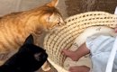 猫たちが初めて『赤ちゃん』を見た結果…さまざまな反応を見せる『微笑…