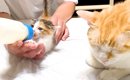生後２週間の子ネコを保護→ミルクをあげていると、先住猫が…まるで親…