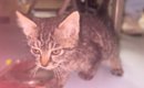 工事現場で『足を引きずりよろよろと歩く子猫』を発見して…保護された…