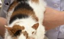 動物病院の診察台の上にいる三毛猫→顔を見たら…とんでもない『表情』…