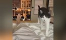布団で寝ていると猫がやってきて…遠慮のかけらもない『まさかの行動』…
