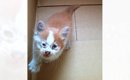 『ボロボロだった保護子猫』の13年後…とんでもなく貫禄のある『現在の…