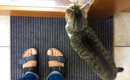 猫があなたの『足元をウロウロ』するときの理由5つ　伝えたいことがあ…