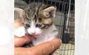 生後1日目で育児放棄された猫→家族に迎えて約5年が経過したら…成長の…