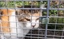 『罠にかかった猫』を発見→近づいてみたら…人間の言葉にしか聞こえな…