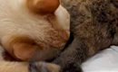 同居猫のおしりの匂いを嗅いで『クサそうな表情を見せた猫』→次の瞬間…