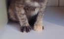 動物病院に『保護した子猫』を連れて行ったら…思わず笑ってしまう『先…
