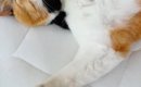 仰向けの状態で『熟睡していた三毛猫』→顔を見たら……思わず笑みがこぼ…