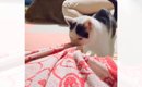 寝ようとしたら、猫がやって来て…次の瞬間→思わず笑っちゃう『まさか…