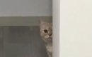 こっそり飼い主を見つめていた猫→目が合った瞬間に見せた『可愛すぎる…