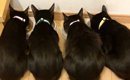 並んでごはんを食べる『そっくりな４匹の黒猫』→『しっぽの形』は驚く…