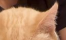 地震がきて怖くなってしまった猫→『抱っこ』したら…涙が出るほど『可…