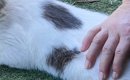 いきなり撫でられてムッとした猫→『大好きなママ』だと気づいた結果……