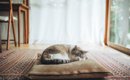 猫からあなたへの信頼度は『眠る位置』でもわかる！5つの場所別に猫の…