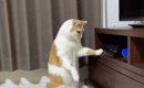 『プレステの前にいる猫』の行動を見守っていたら…衝撃的すぎる瞬間が…