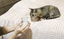 保護した子猫を『愛情深い先住猫』に預けてみた結果…翌日の光景が感動…