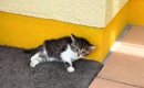 下半身を引きずっている子猫を保護→獣医に『治らないかも』と言われて…