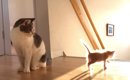 階段から落ちそうになった子猫→次の瞬間、そばにいた"先輩猫&quo…
