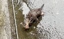 大雨の日、母親に置き去りにされた『ボロボロの子猫』を保護→出会いか…