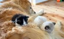 ２匹一緒に保護された赤ちゃんネコ→家には大型犬が住んでいて…あまり…